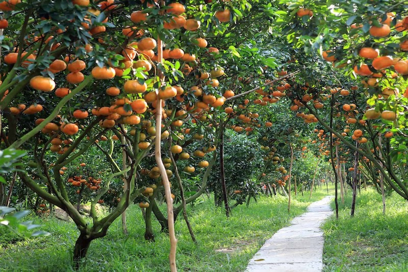 A visitor walking through a lush fruit orchard in the Mekong Delta