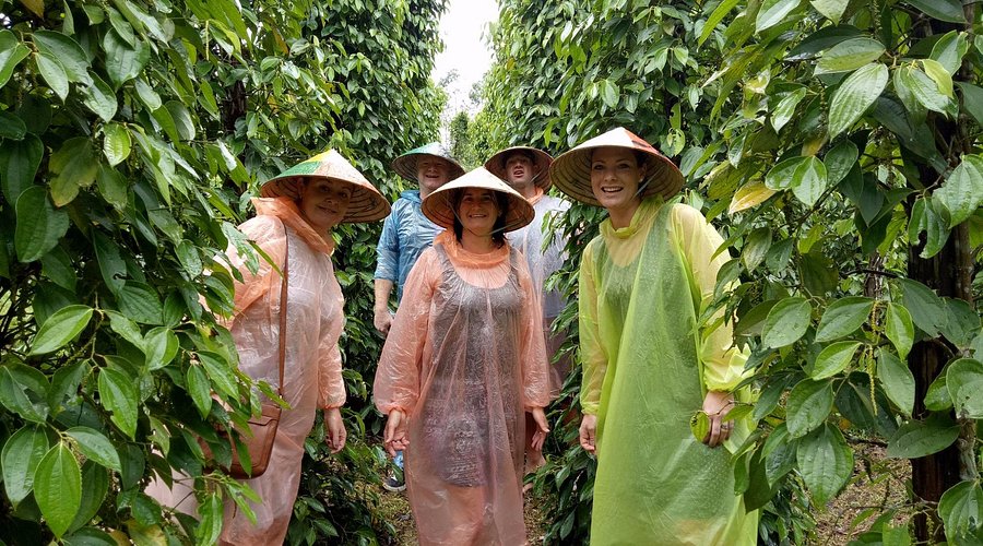 Rows of pepper vines at a farm in Phu Quoc